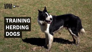 Herding Dogs Are an Invaluable Addition to Farms and Ranches [upl. by Einnaoj]