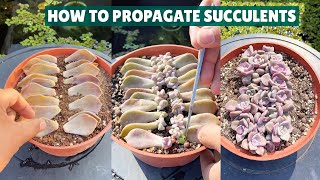 How I Propagate My Succulents 🪴 Succulent Garden 多肉植物  다육이들  Suculentas [upl. by Yenahpets268]