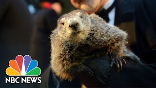 Watch Live Punxsutawney Phil Gives His Groundhog Day Prediction  NBC News [upl. by Auqenahs]