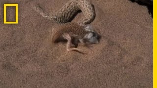 Snake vs Lizard  National Geographic [upl. by Teemus]