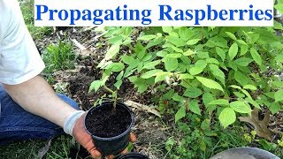 Propagating Raspberries [upl. by Binnie]