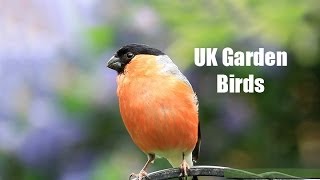 My UK Wildlife Garden Birds [upl. by Skutchan654]