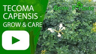 Tecoma capensis  grow amp care [upl. by Nilrev420]