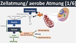 Zellatmung  aerobe Atmung  Überblick amp Zusammenfassung 16  Biologie Oberstufe [upl. by Aicrag]