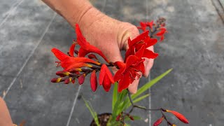 Stunning Crocosmias formerly Montbretia [upl. by Seif56]