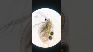 Daphnia Pulex [upl. by Burrill]