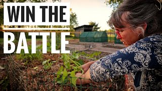 PROVEN SQUASH VINE BORER PREVENTION  A Full Evening on the Homestead [upl. by Maura]