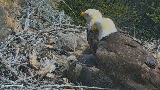 Earthquake California 53 Caught Live On Bald Eagle Nest Cam Sauces Canyon Channel Islands 4518 [upl. by Jaan868]