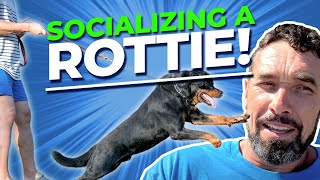 How to Socialize a Dominant Rottweiler [upl. by Yeta]