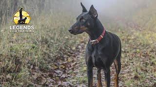 Doberman Pinscher Training Obedience [upl. by Leuamme]