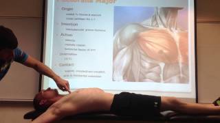 Anterior Tibialis Tendonitis Causes Symptoms Treatment Options [upl. by Ricoriki]