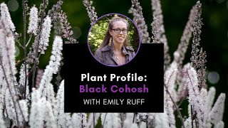 Plant Profile Black Cohosh with Emily [upl. by Shaikh]