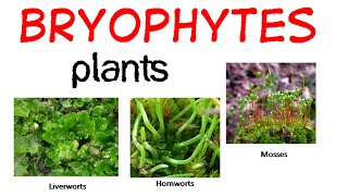 Bryophytes life cycle [upl. by Leona]