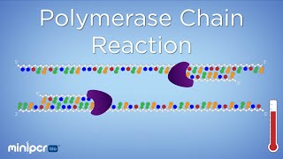 What is PCR Polymerase Chain Reaction  miniPCR bio™ [upl. by Ahseinar]