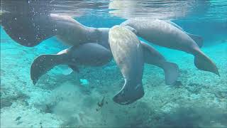 Manatees mating at Weeki Wachee [upl. by Lleirbag]