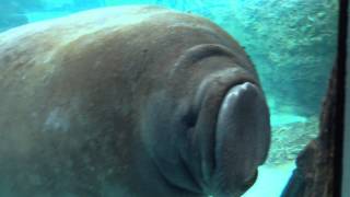 Manatee Face Smoosh [upl. by Tressa]