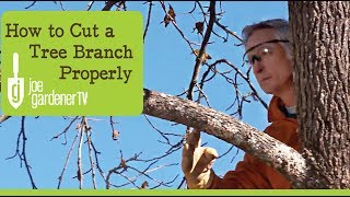 How to Cut a Tree Branch Properly [upl. by Karsten297]