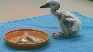 Snowy egret chick 14 days old at Saint Louis Zoo [upl. by Annayoj]