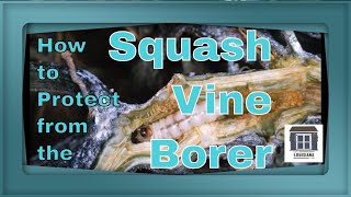 How To Protect Squash From Vine Borer [upl. by Gladys595]