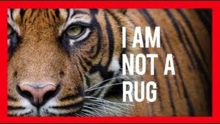 Stop Wildlife Crime The Series  Tigers Video 3  WWF [upl. by Biagi]