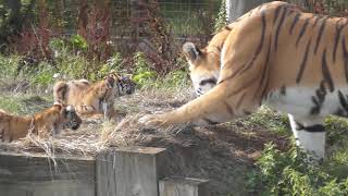 Tiger cubs and dad at Whipsnade Zoo [upl. by Donnamarie]