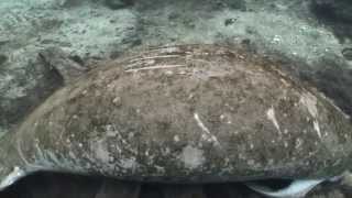 Crystal River Manatee Educational Video [upl. by Lombardi]