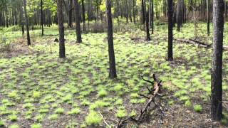 How Fire Can Restore a Forest A TimeLapse Tree View [upl. by Lebazi]