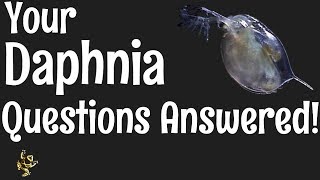 Daphnia Questions Answered [upl. by Ydnab]