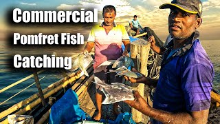 Commercial Pomfret Fish Catching From deep sea Bangladesh [upl. by Aenad]