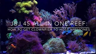 How to get Anemones to Host Clownfish [upl. by Yanehs]