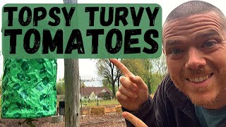 Topsy Turvy Tomato Planter  Planting  Homesteading  Prepping [upl. by Orofselet581]