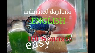 daphnia moina culture Easy way Unlimited production English  with sub Green water Chlorella [upl. by Khano]