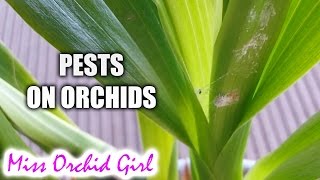 Signs of pests on Orchids [upl. by Winchell]