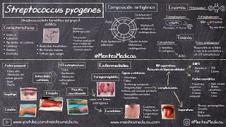 Streptococcus pyogenes  Estreptococo beta hemolitico del grupo A FÁCIL EXPLICACIÓN Mentes Médicas [upl. by Colvert]