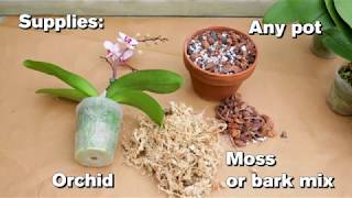 How to Repot an Orchid [upl. by Eimirej425]