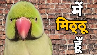 Mithu Mithu 😍 Bolne wala Tota  Talking Parrot [upl. by Anayaran]