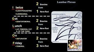 Lumbar Plexus  Everything You Need To Know  Dr Nabil Ebraheim [upl. by Katuscha]