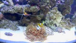 Clownfish Feeding Anemone [upl. by Feetal522]