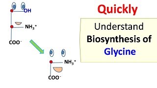 Glycine biosynthesis [upl. by Losyram]