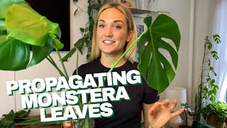 How to Propagate a Monstera  The RIGHT Way to Cut Your Monstera Leaves and Grow Roots in Water [upl. by Minsk]