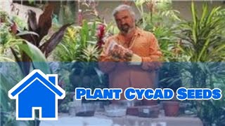 Gardening Help  How to Plant Cycad Seeds [upl. by Camilia]