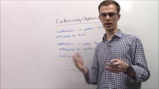 AP Biology Cohesion and Adhesion [upl. by Kendry622]