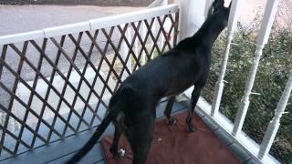 Barking Greyhound [upl. by Row]