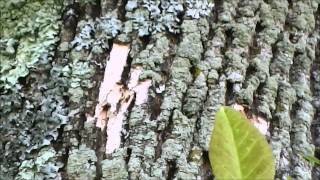 Signs of Emerald Ash Borer EAB damage [upl. by Apps]