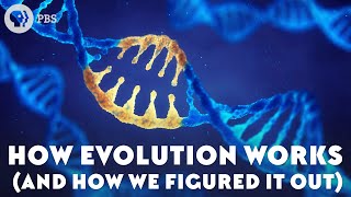 How Evolution Works And How We Figured It Out [upl. by Roland]