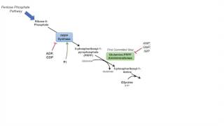 Purine Synthesis and Salvage Pathway [upl. by Oscar]