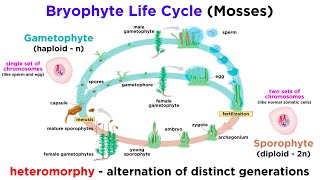 Bryophytes and the Life Cycle of Plants [upl. by Xerxes]