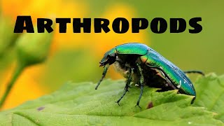 Arthropod Characteristics [upl. by Eveiveneg237]