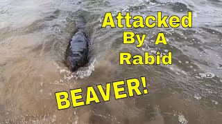 Dangerous Wildlife Man Attacked By A Rabid Beaver [upl. by Fabrianna456]