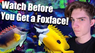 THE ULTIMATE GUIDE TO FOXFACE RABBIT FISH And new fish Fhillip the Foxface [upl. by Nomelihp911]